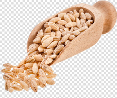 Barley Png Free Download   Barley Png  Transparent PngTransparent PNG