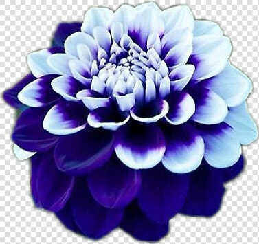  flower  blue  dahlia  girly  cute  HD Png DownloadTransparent PNG