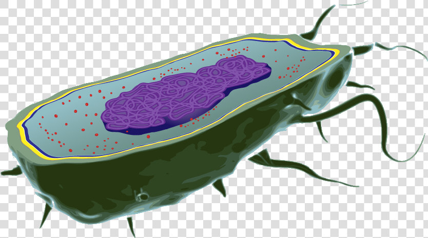 Bacteria Cell Transparent Background  HD Png DownloadTransparent PNG