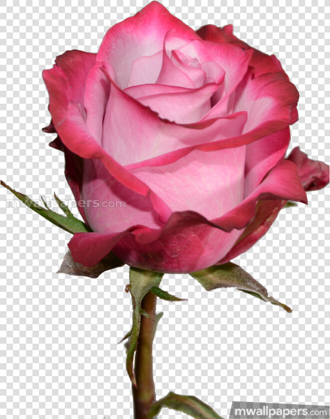 Roses Beautiful Hd Photos   Blue Rose Pic Hd Download  HD Png DownloadTransparent PNG