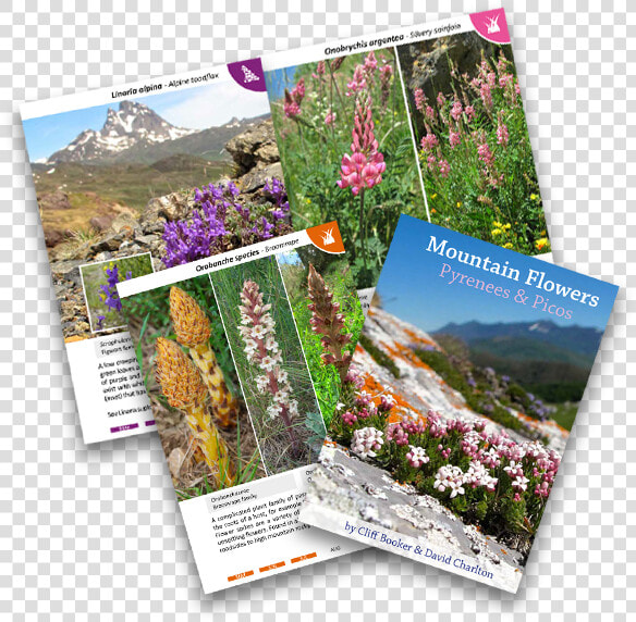 Alpine Flower Book For The Dolomites   Valerian  HD Png DownloadTransparent PNG