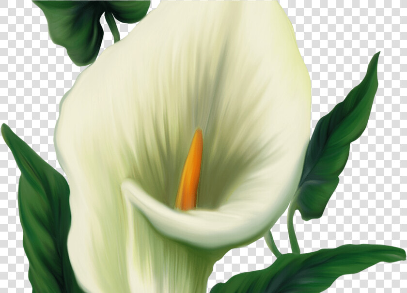 Calla Lily Png Picture Transzfer Pinterest Calla Lilies   Free Easter Clip Art  Transparent PngTransparent PNG