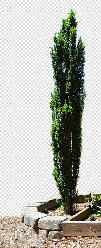 Spruce Mediterranean Cypress Evergreen Tree Planter   Png Cypress Tree Free  Transparent PngTransparent PNG