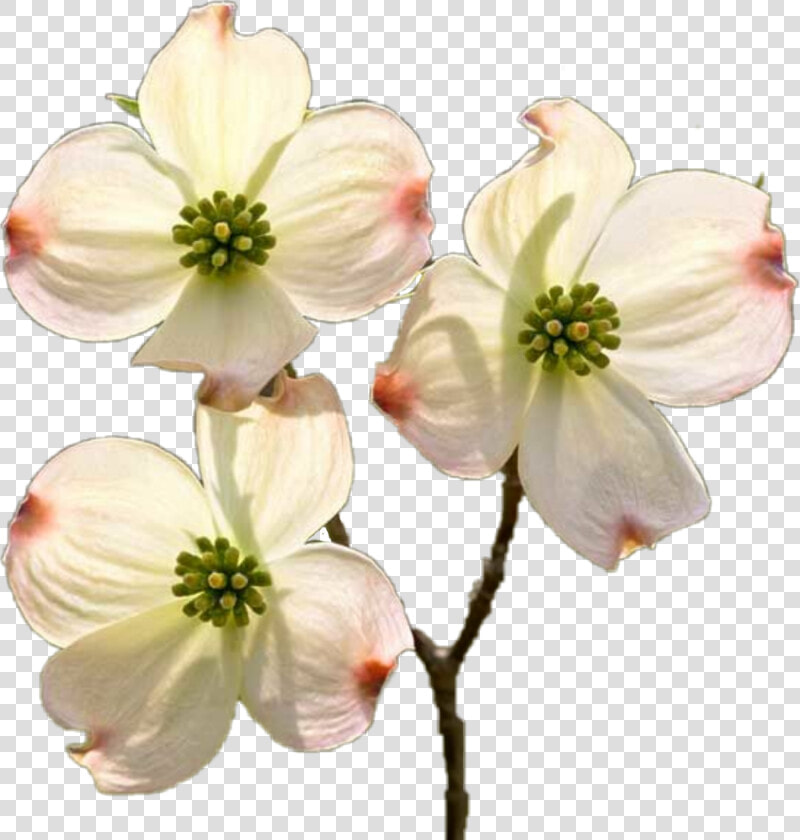  dogwood  dogwoodblossum   Flower Of Dogwood Tree  HD Png DownloadTransparent PNG