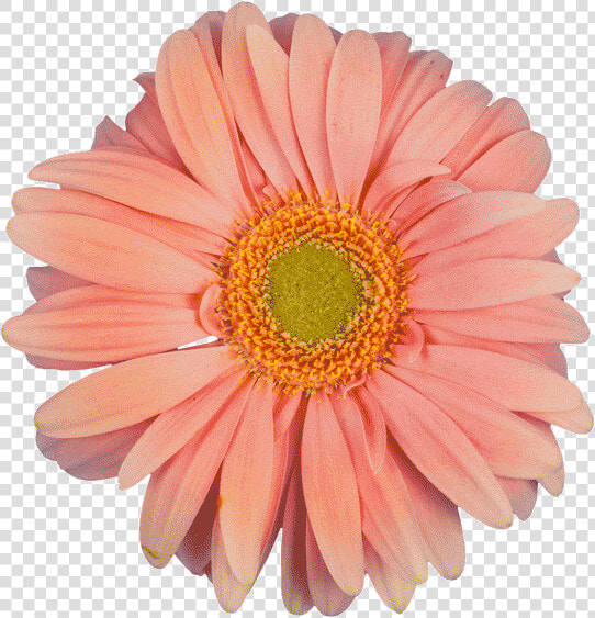 Transparent Gif Flower   Cheguei Naquele Momento Na Vida Que Já Não  HD Png DownloadTransparent PNG