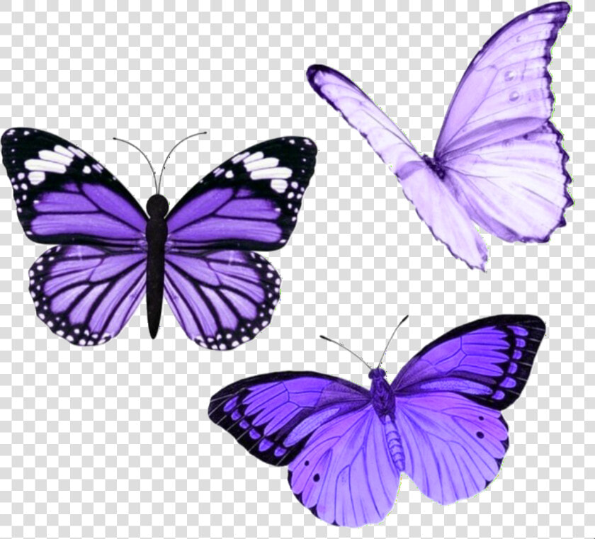  butterfly  butterflies  purple  aesthetic  tumblr   Purple Aesthetic Stickers Butterfly  HD Png DownloadTransparent PNG