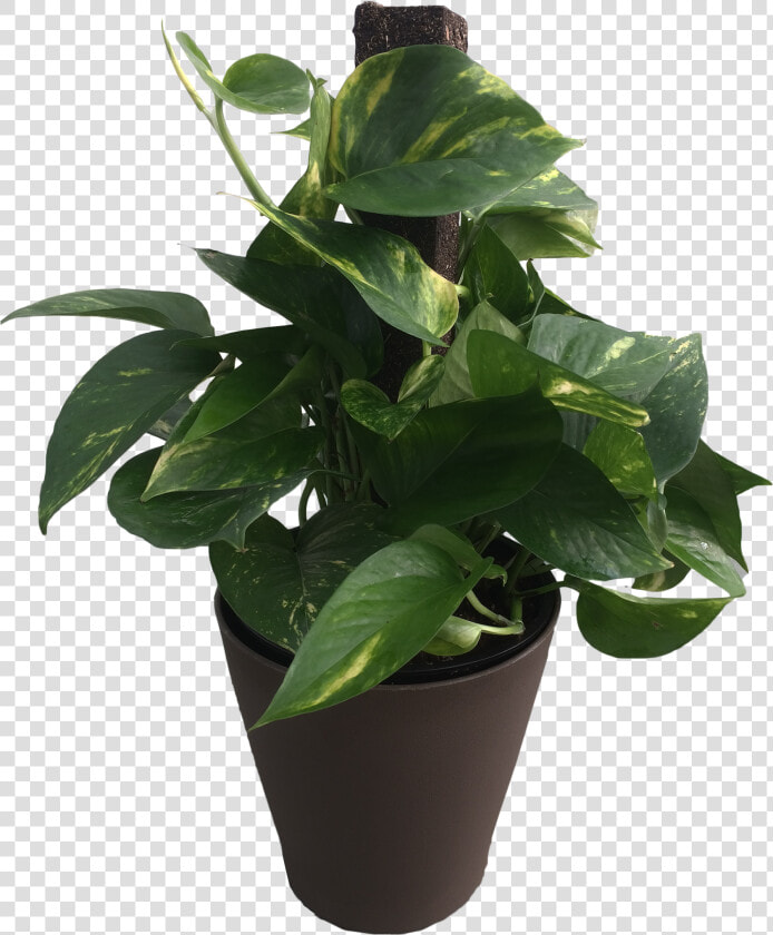 6 In Premium Foliage Pothos Totem Pole   Flowerpot  HD Png DownloadTransparent PNG