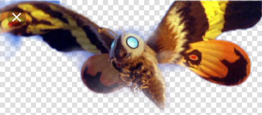 Godzilla Mothra   Png Download   Godzilla Monster Mothra  Transparent PngTransparent PNG