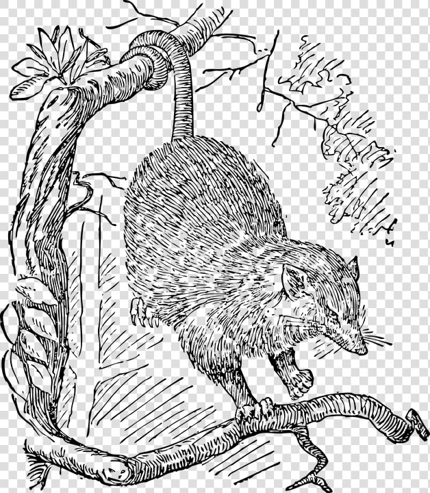 Opossum  Animal  Possum  Hanging  Wildlife  Marsupial   Possum Clip Art  HD Png DownloadTransparent PNG