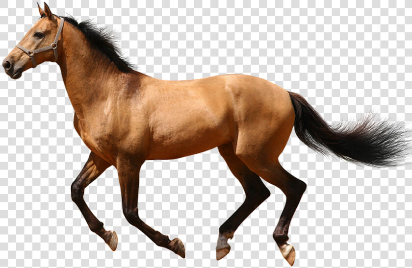 Running Transparent Transparentpng Image   Running Transparent Background Horse Png  Png DownloadTransparent PNG