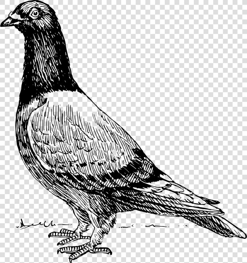 Pigeon 2 Clip Arts   Pigeons Shirt  HD Png DownloadTransparent PNG