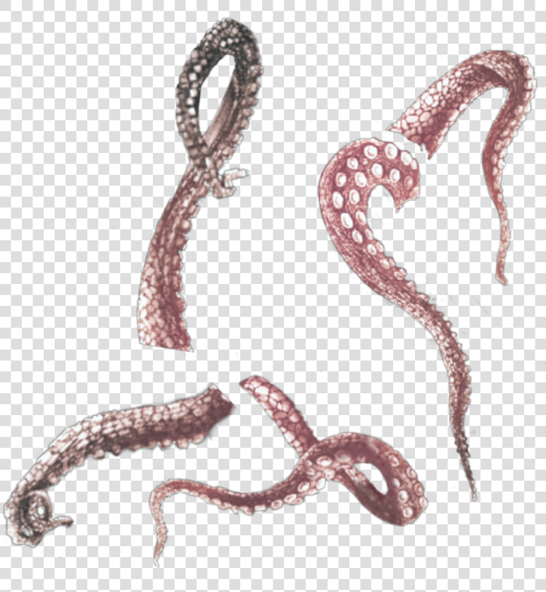  tentacles  tentacle  octopus  octopuss  ocean  nautre   Illustration  HD Png DownloadTransparent PNG