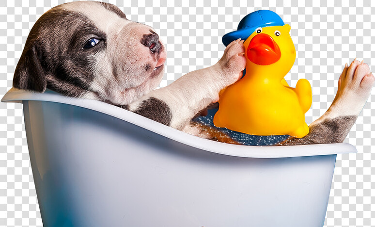 Clip Art Bruno S Bath House   Dog Bath Png  Transparent PngTransparent PNG