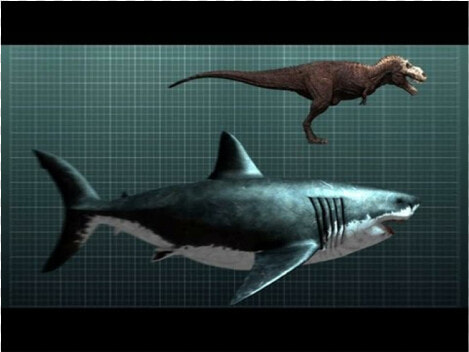 Megalodon Fossil Shark Teeth  HD Png DownloadTransparent PNG