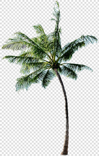 Long Coconut Tree Png Free Image   Coconut Tree Image Png  Transparent PngTransparent PNG