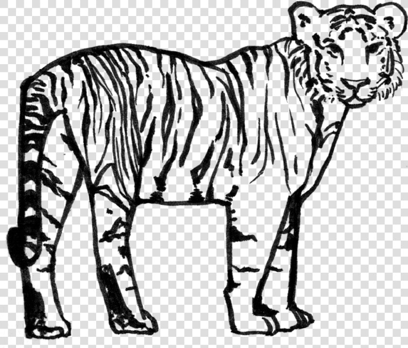 Siberian Tiger   Png Download   Black And White Tiger Png  Transparent PngTransparent PNG