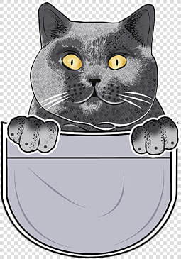 British Shorthair  HD Png DownloadTransparent PNG