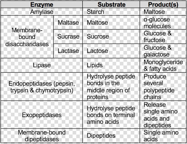 Picture   Protein Digestion A Level Biology  HD Png DownloadTransparent PNG