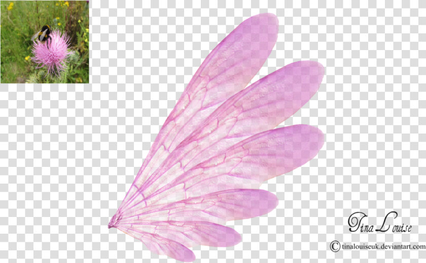 Pink Transparent Fairy Wings By Tinalouiseuk   Fairy Wings With Transparent Background  HD Png DownloadTransparent PNG