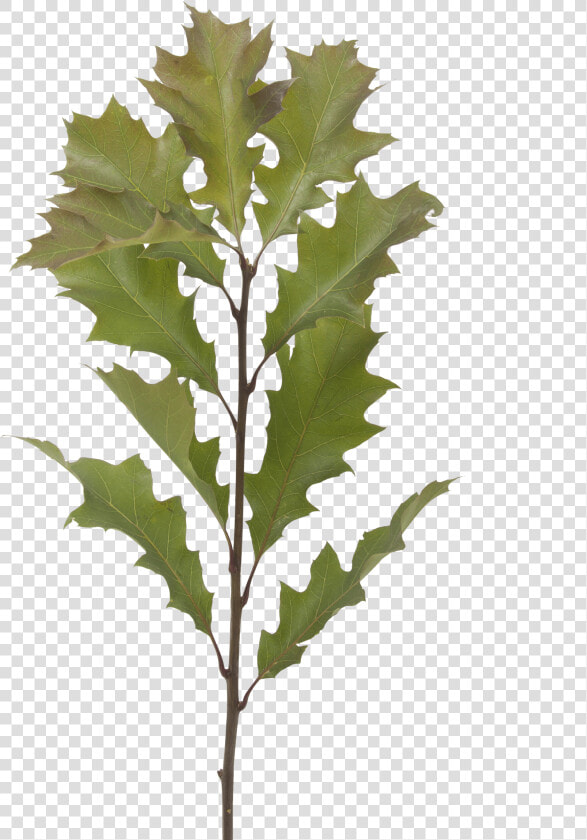 Transparent Eucalyptus Leaves Png  Png DownloadTransparent PNG