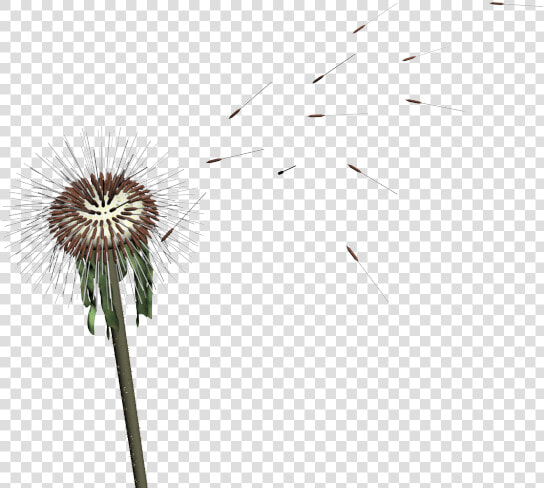 Dandelion Seed Png   Dandelion Mmd  Transparent PngTransparent PNG