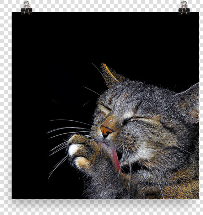 Cat Grabs Treat  HD Png DownloadTransparent PNG