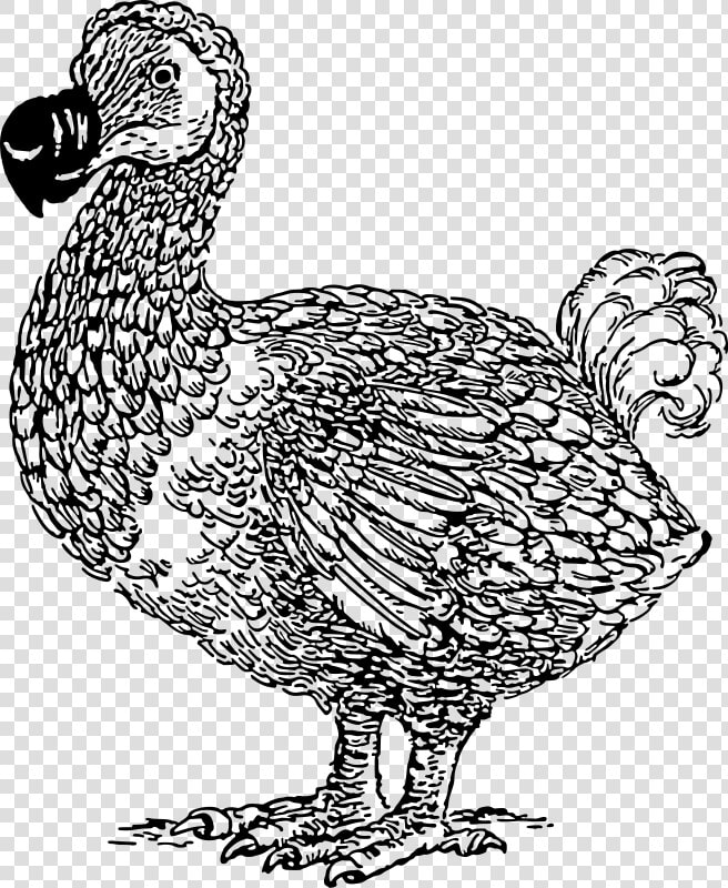 Dodo   Dodo Bird Line Art  HD Png DownloadTransparent PNG