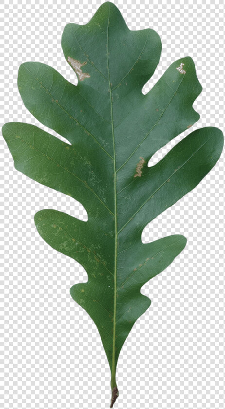 Acorn Leaf Png   Quercus Alba White Oak Leaf  Transparent PngTransparent PNG