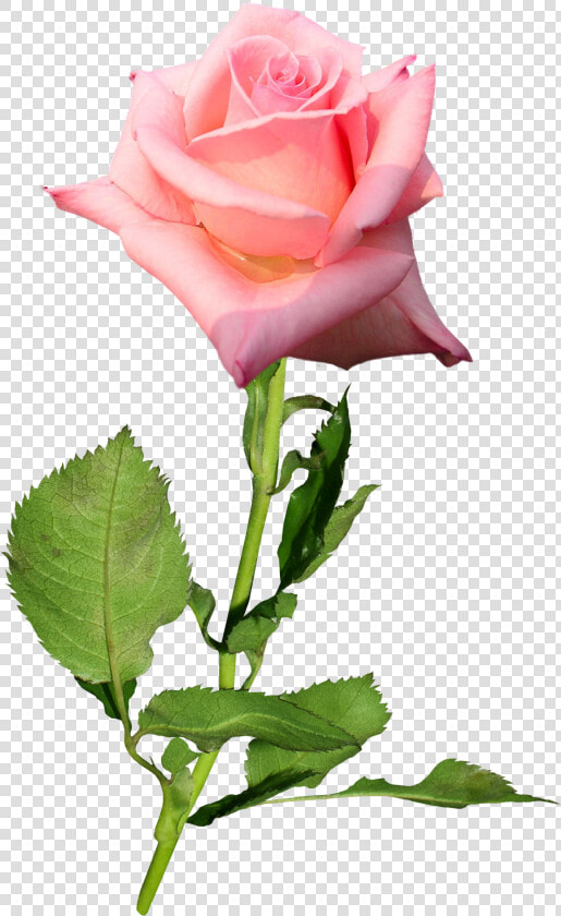 Garden Roses Flower Hybrid Tea Rose Bud   Hybrid Tea Rose Bud  HD Png DownloadTransparent PNG