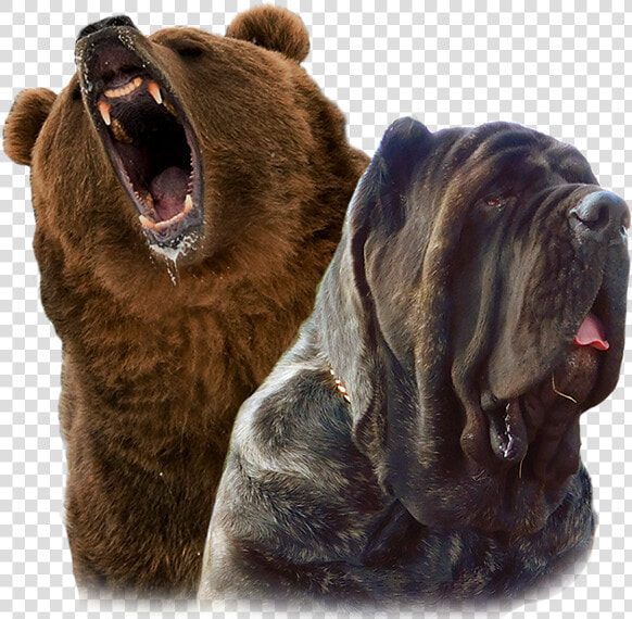 Gizzly Molossus And Mastiff Breeding And Puppies   Grizzly Bear  HD Png DownloadTransparent PNG