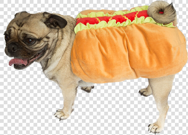 Wheres Waldo Halloween Costume X Weiner Dog Guy Ideas   Dog In Hotdog Costume Png  Transparent PngTransparent PNG