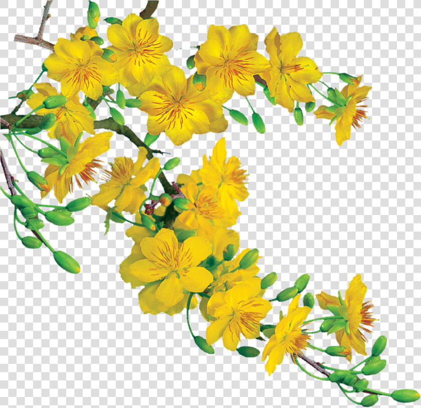 Yellow Apricot Vector Free   Hoa Mai No Background  HD Png DownloadTransparent PNG