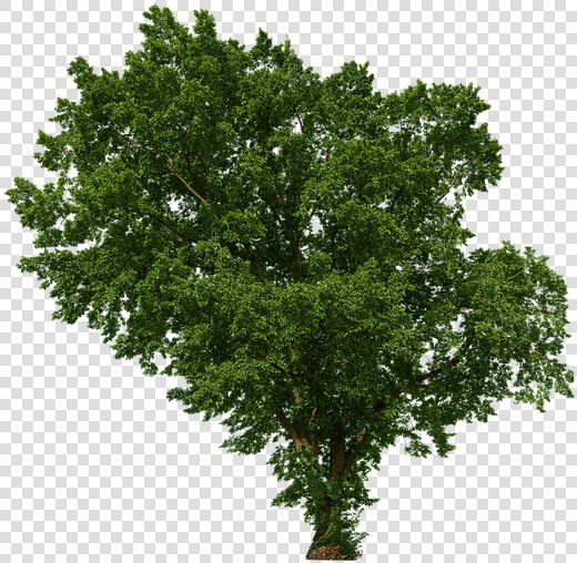 Tree  Leaves  Aesthetic  Branches  Isolated  Green    Landscape Deviantart Premade Backgrounds  HD Png DownloadTransparent PNG