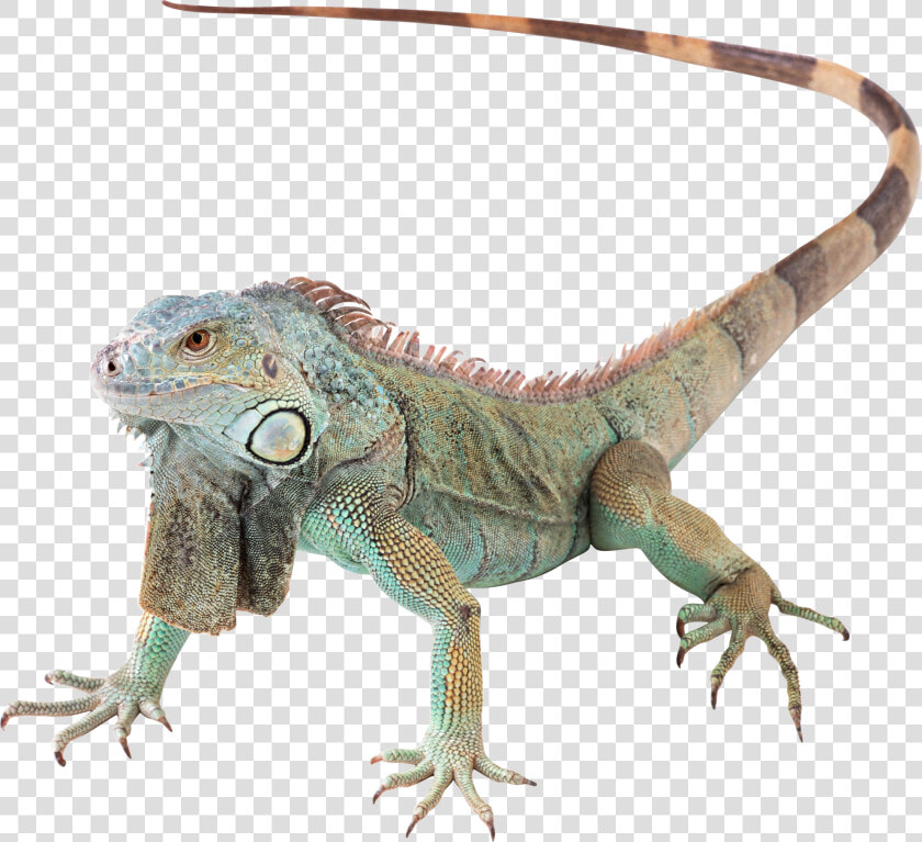 Lizard Png   Green Iguana Png  Transparent PngTransparent PNG