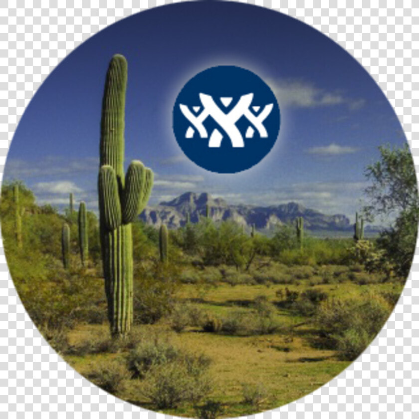 Atlassian User Groups Phoenix   San Pedro Cactus  HD Png DownloadTransparent PNG