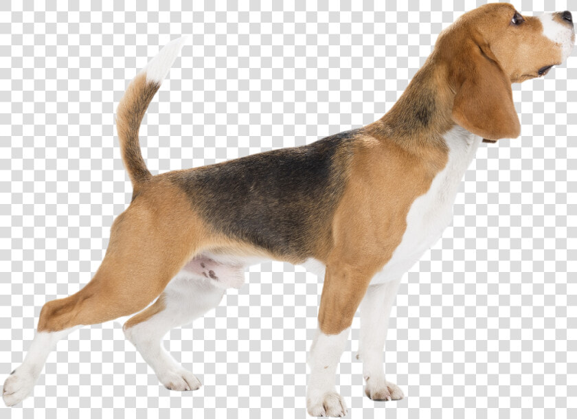 Foxhound   Beagle harrier  HD Png DownloadTransparent PNG