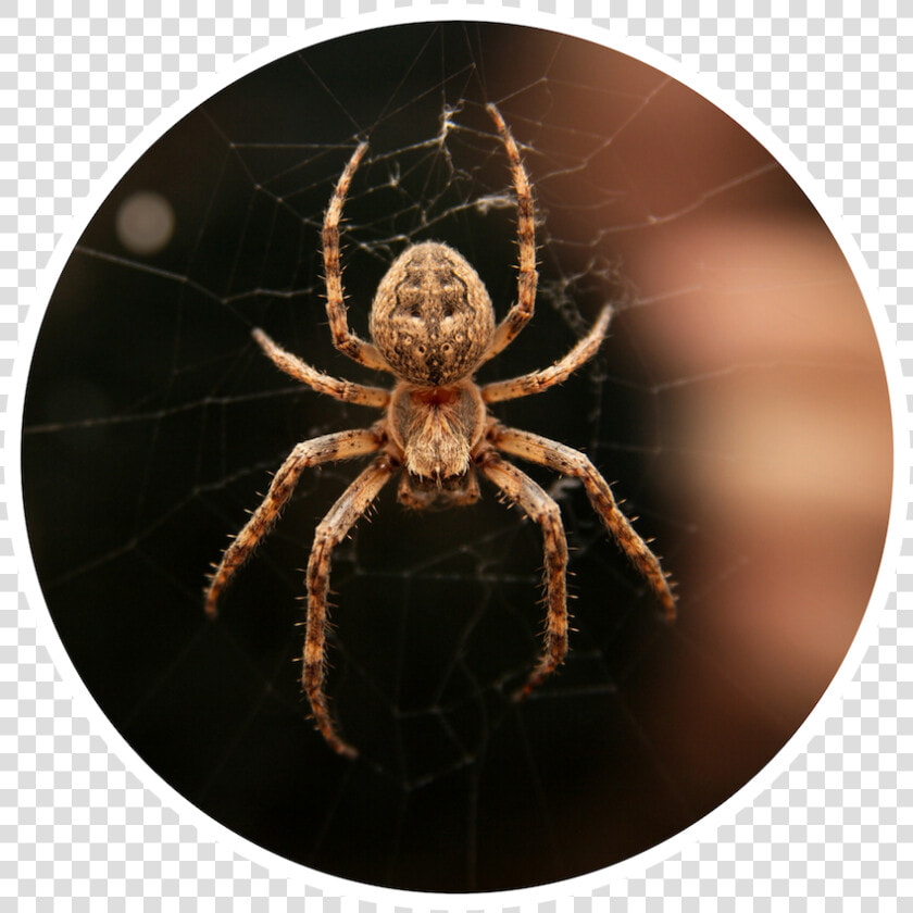 Atlanta Spiders  HD Png DownloadTransparent PNG