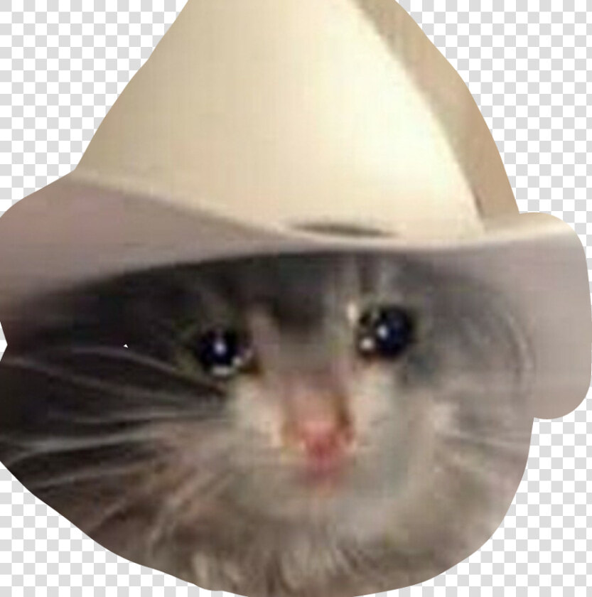 Transparent Sad Meme Png   Yeehaw Cat Meme  Png DownloadTransparent PNG