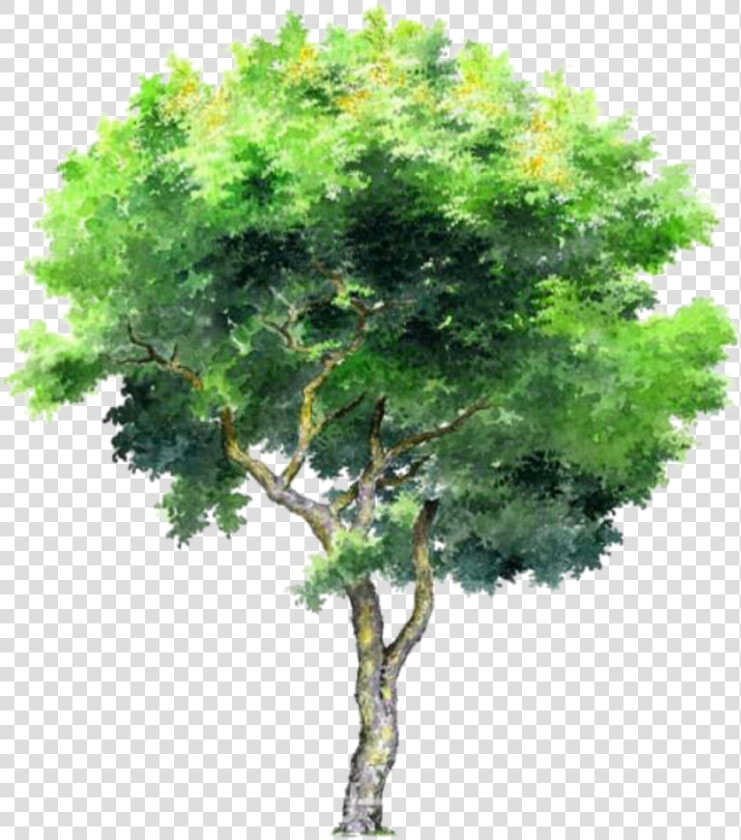 Tree Trees Leafs Greentree Green Ftestickers   Tree In Png  Transparent PngTransparent PNG