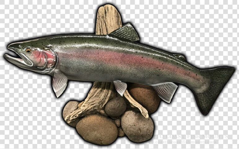 Steelhead Replica Mounts  HD Png DownloadTransparent PNG