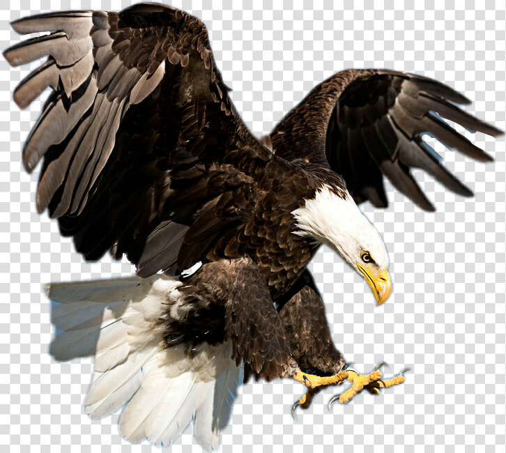 Transparent Bald Eagle Flying Png   American Bald Eagle Real  Png DownloadTransparent PNG