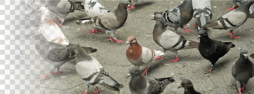 Pigeons Video   Transparent Cartoons   Rock Dove  HD Png DownloadTransparent PNG