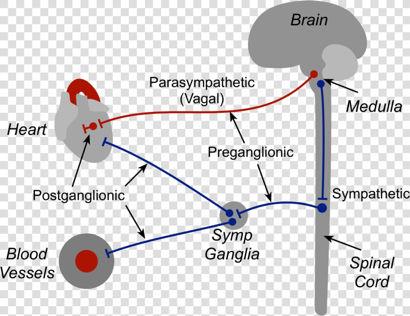 Autonomic Nerves   Nerve Supply Of Heart  HD Png DownloadTransparent PNG