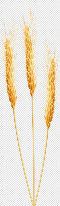 Wheat Clipart Wheet Free On Transparent Png   Wheat Clipart Png  Png DownloadTransparent PNG