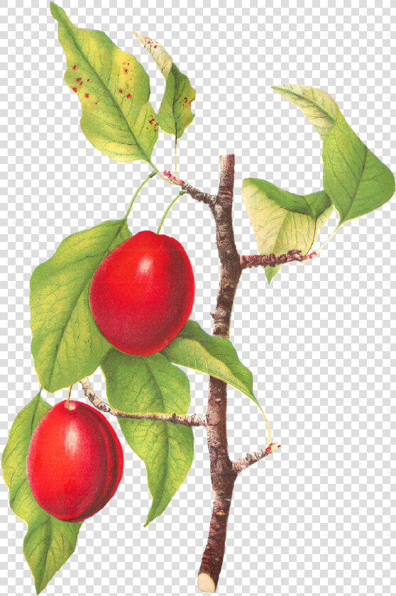 Plum Clipart Fruit   Camu Camu  HD Png DownloadTransparent PNG