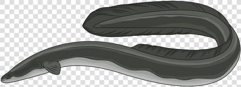 American Eel Clip Art  HD Png DownloadTransparent PNG