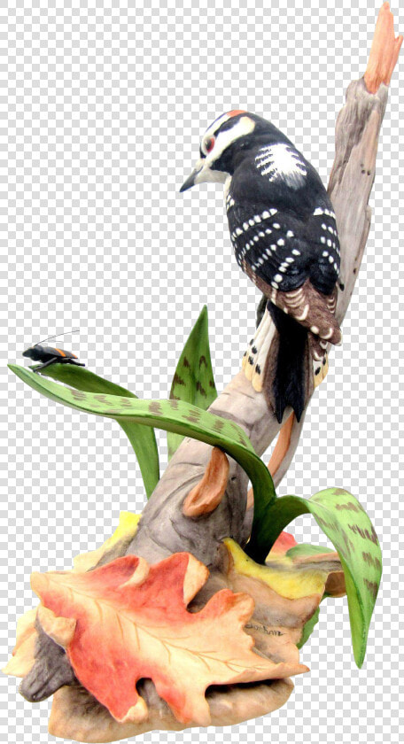 Leuconotopicus  HD Png DownloadTransparent PNG