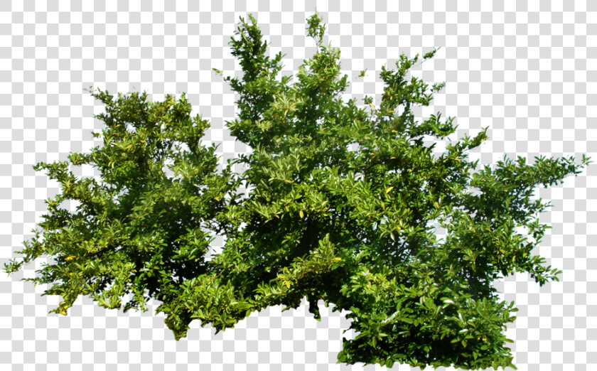 Bush Png Image   Transparent Bush Png  Png DownloadTransparent PNG