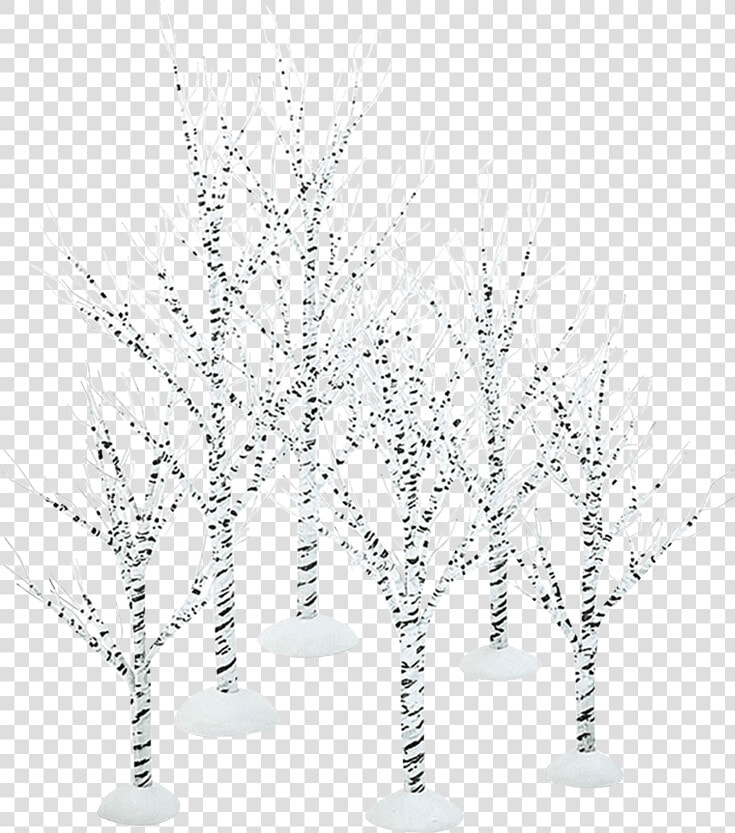 Winter Birch Trees   Still Life Photography  HD Png DownloadTransparent PNG