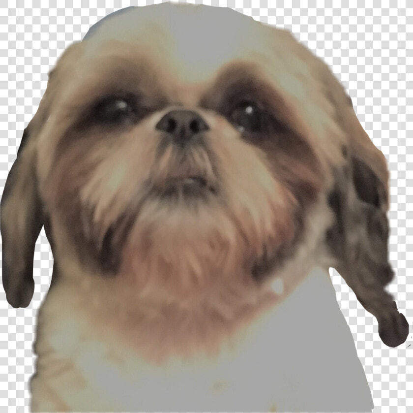 Transparent Dog Head Png   Chinese Imperial Dog  Png DownloadTransparent PNG